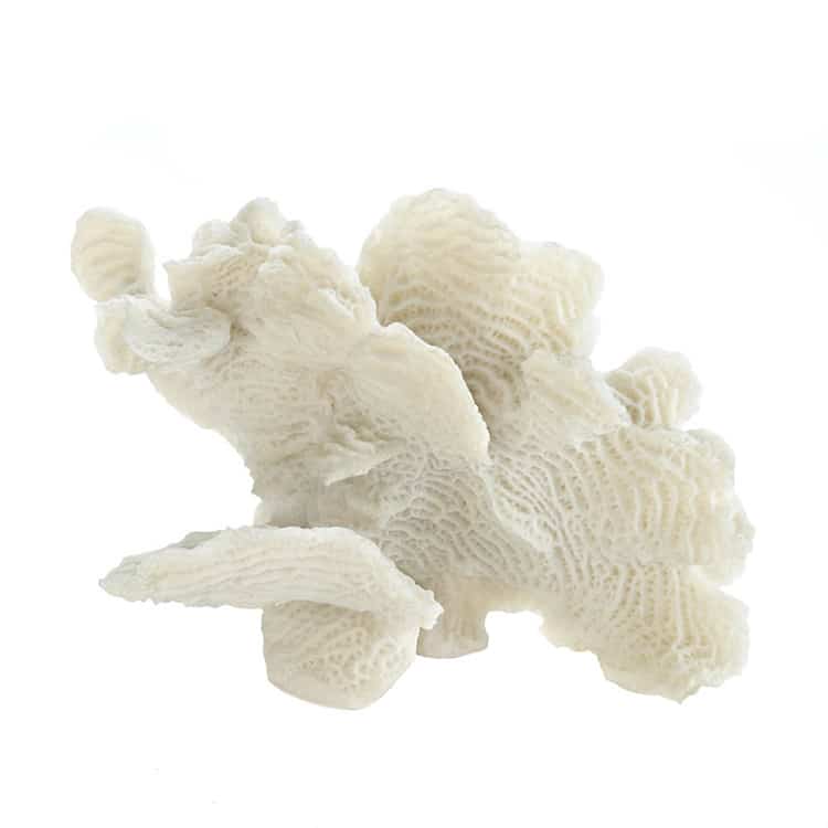 Large White Coral Tabletop Home Decor